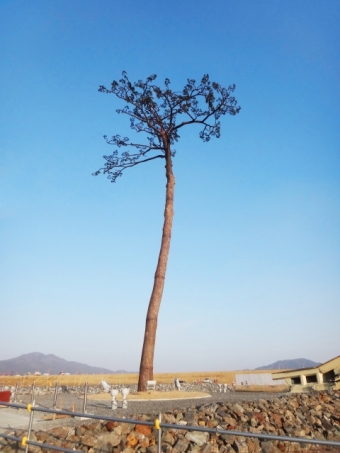 東日本大震災でやむなく土葬もしたというが土葬はやむなく行うものか