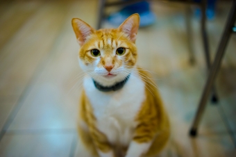 家族同然だった愛猫のペット葬【体験談】