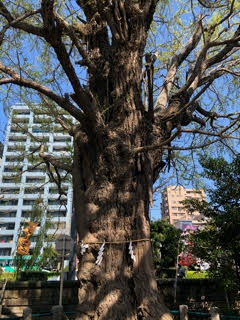 磐井神社の御神木であるイチョウに残る傷跡