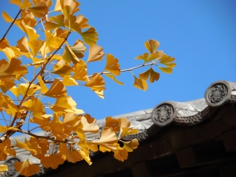 東京都大田区大森の磐井神社の御神木であるイチョウに残る傷跡