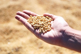 大豆料理は動物殺生を禁じられた僧侶のタンパク源として発展してきた
