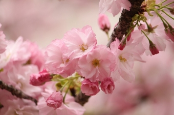 「世の中は三日見ぬ間に桜かな」ーー品川区来福寺の雪中庵蓼太の句碑