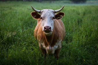 神にも鬼にもなる牛　牛を祀る神社や牛に関連した神事を調べてみた