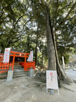 福岡市東区にある香椎宮の鶏石神社はニワトリを祀っている