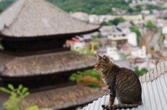 ペットの葬儀は飼い主の気持ちを整理させ「ペットロス」を抑える働きがあります