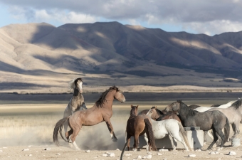 わたしたちが知らないスーホの白い馬の真実と当時のモンゴル