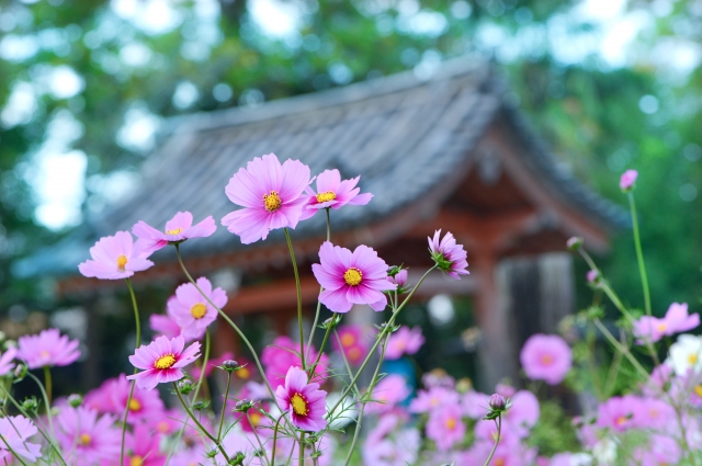 寺院と神社