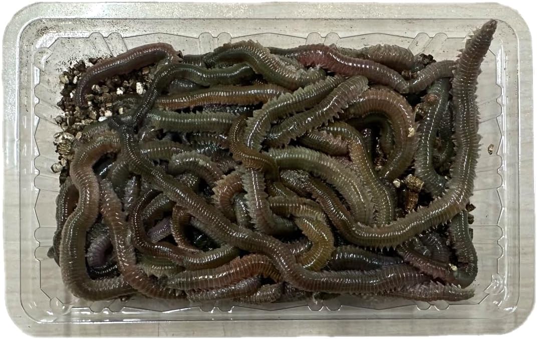 青イソメ 50g パック