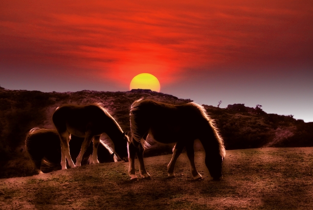 2026年は60年に一度の丙午　「なんとなく」教の正体と消えゆく迷信の行方