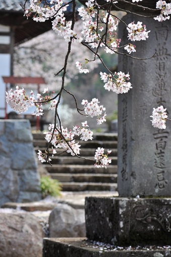 桜と日本人の密接な関係性から生まれた樹木葬・桜葬とは？！