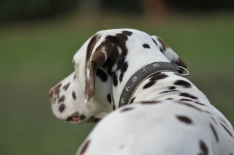 リードを棺に入れようとしたら「天国ではリードは不要ですよ」と言われた愛犬のペット葬