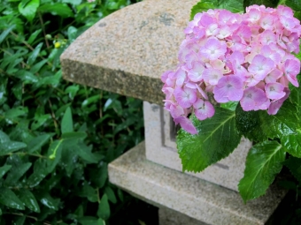 最も雨の似合う紫陽花　神社仏閣で良く見かける理由とは