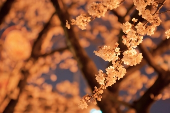 知人からは慕われていたことを供花の数が物語っていた父の葬儀