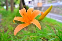 心から愛した人が眠る墓に植えるなら「忘れ草と忘れな草」のどちらを選ぶ？