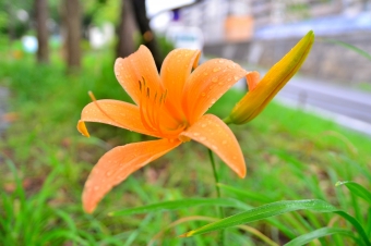 心から愛した人が眠る墓に植えるなら「忘れ草と忘れな草」のどちらを選ぶ？
