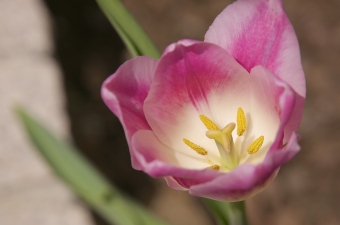 棺に入れる花や副葬品によっては火葬後、遺骨にピンクや青、緑の色がつく！