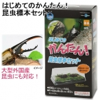 はじめてのかんたん昆虫標本セット　自由研究　関東当日便