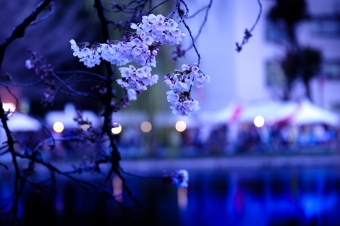 出会いや別れ、お花見等多くの象徴である桜だがその中には「死」も含まれる