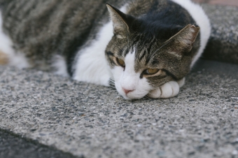 身内の死に子供をどう関与させるかという問題と100万回生きたねこ