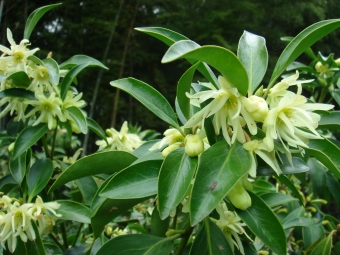 悪しき実という語源を持つ「有毒植物シキミ」を墓地に植えてきた理由