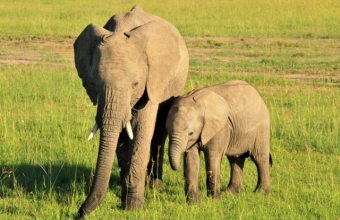 仲間や家族の死を悲しむのは人間だけではなく動物も同様らしいという話