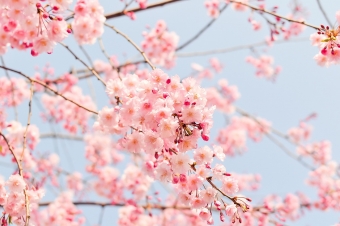 「願はくは花の下にて春死なむ」ーー西行が晩年に詠んだ思い