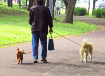 独身の高齢者がペットを飼うことのリスクとその対策を解説