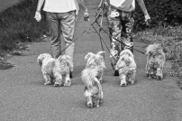 ペットや動物の命とヒトの命にどんな違いがあるのか